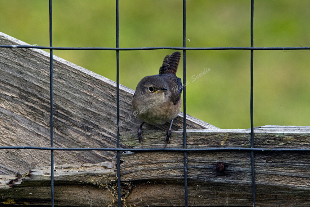 House Wren