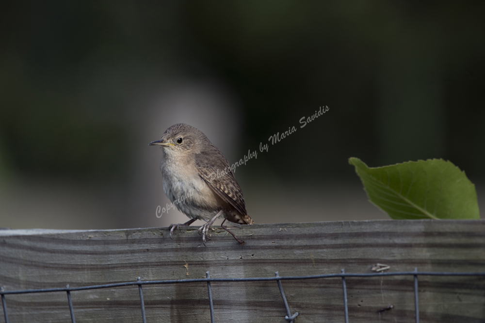 House Wren
