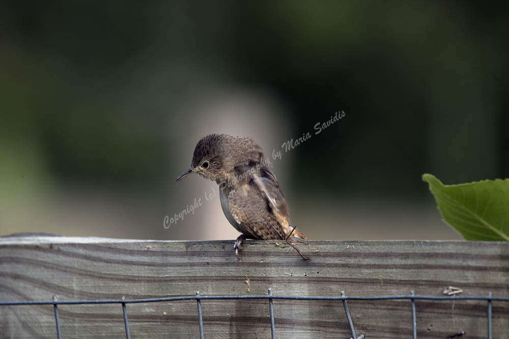 House Wren