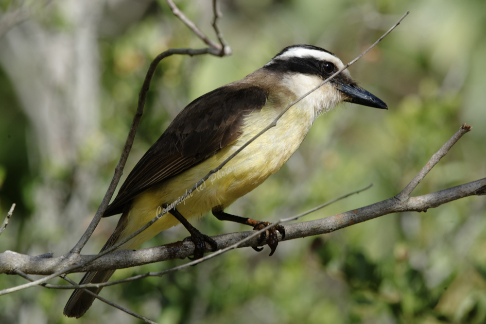 El Tesoro, Maldonado District, Uruguay,  Great Kiskadee, 2017