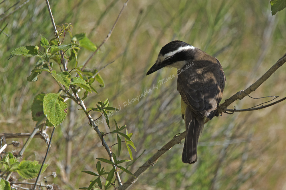 El Tesoro, Maldonado District, Uruguay,  Great Kiskadee, 2017