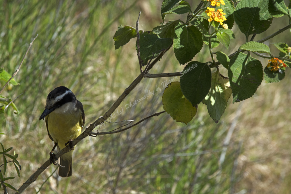 El Tesoro, Maldonado District, Uruguay,  Great Kiskadee, 2017