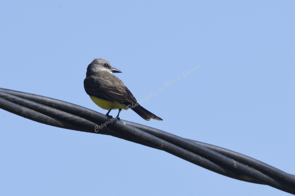 Tropical Kingbird, El Tesoro, Maldonado District, Uruguay, 2017