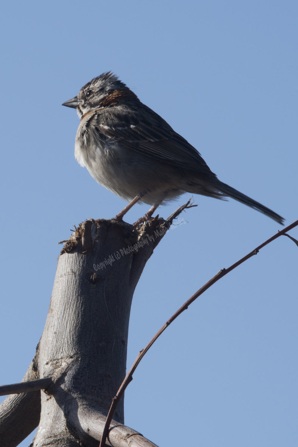 Rufous-collared Sparrow