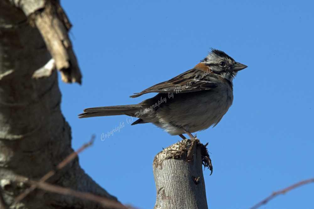 Rufous-collared Sparrow