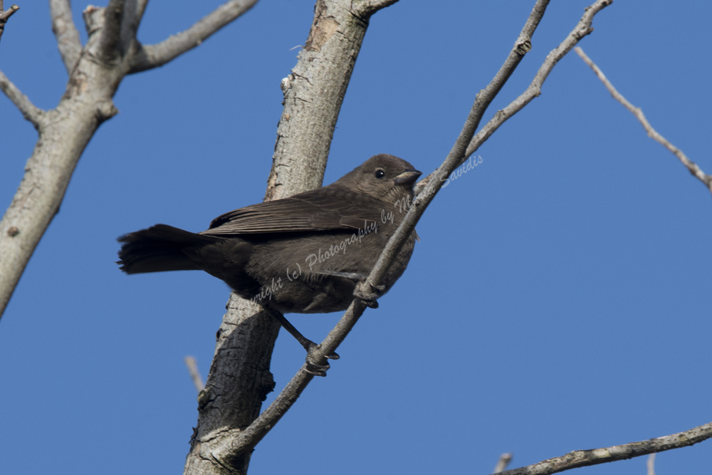 Shiny Cowbird