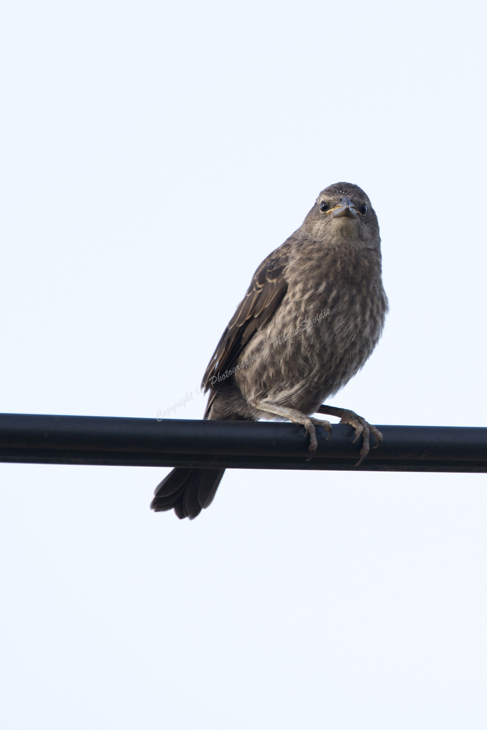 Shiny Cowbird