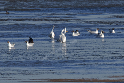  El Tesoro, Maldonado District, Uruguay 2017-8DS-0389 Brown Headed Gull