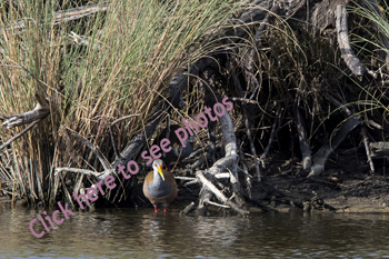 Click here to see more photographs of birds from the Rail Family by Maria Savidis