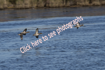 Click here to see photographs of the varies Teal Species of Duck by Maria Savidis