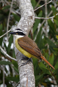 La Barra, Maldonado District, Uruguay 2017-8DS-9927, Fork-tailed Flycatcher and Great Kiskadee