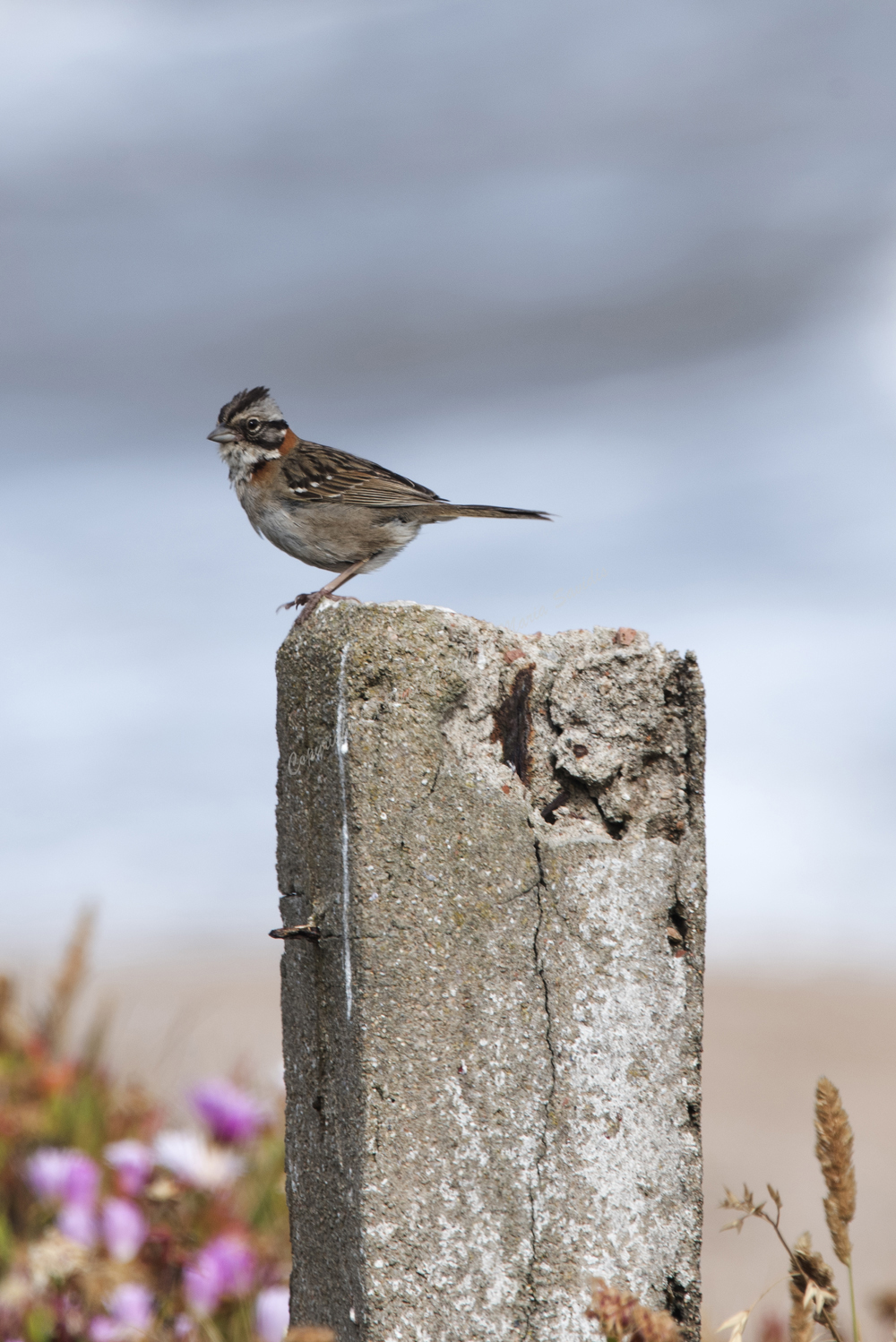Rufous-collared Sparrow