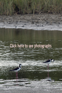 La Barra, Maldonado District, Uruguay 2017-8DS-9862, White-Backed Stilt