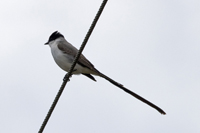 La Barra, Maldonado District, Uruguay 2017-8DS-9929, Fork-tailed Flycatcher