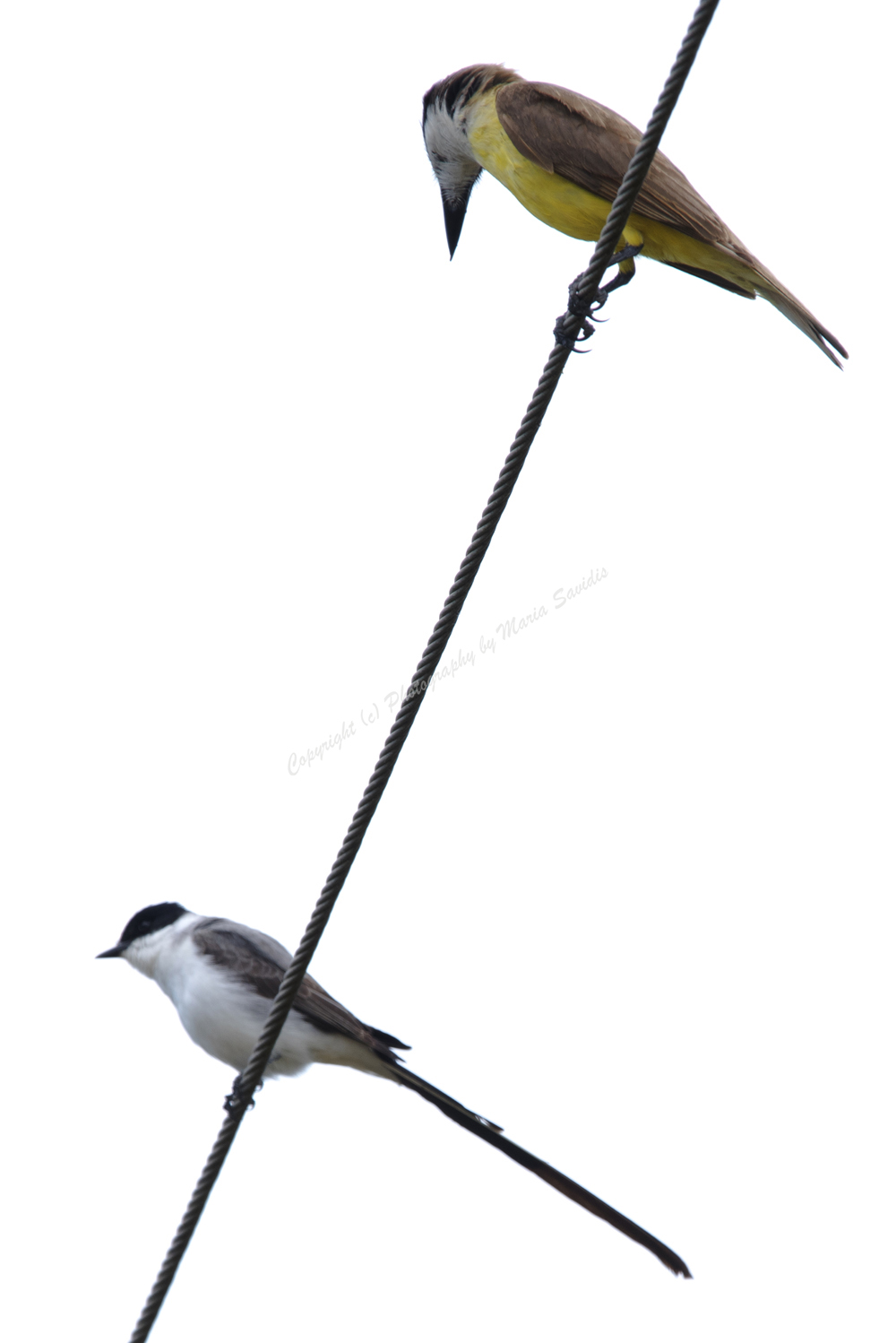 La Barra, Maldonado District, Uruguay, Fork-tailed Flycatcher and Great Kiskadee, 2017