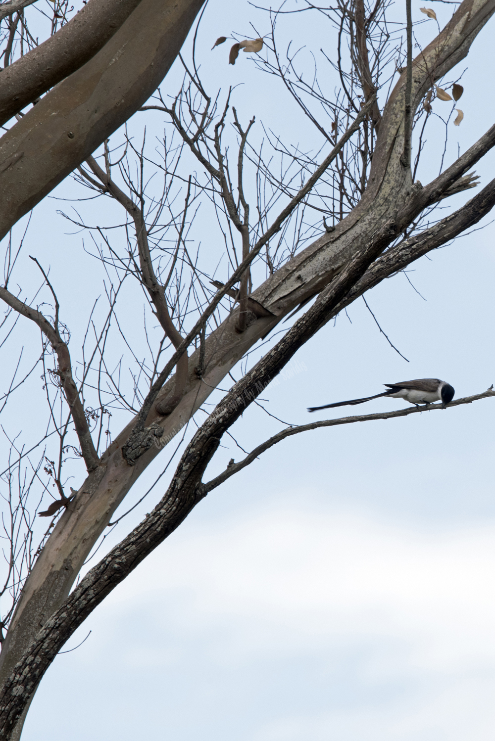 La Barra, Maldonado District, Uruguay, Fork-tailed Flycatcher, 2017