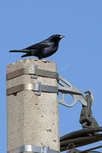 Montevideo, Uruguay 2017-8DS-9245, Shiny Cowbird