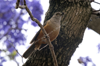 Montivideo, Uruguay 2017-8DS-9293, Rufous-bellied Thrush