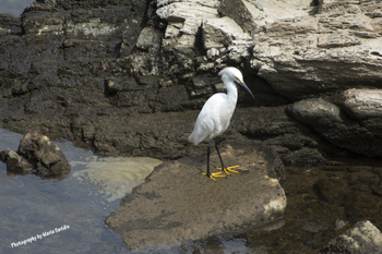 Photographs of the birds of Punta Del Este, Uruguay