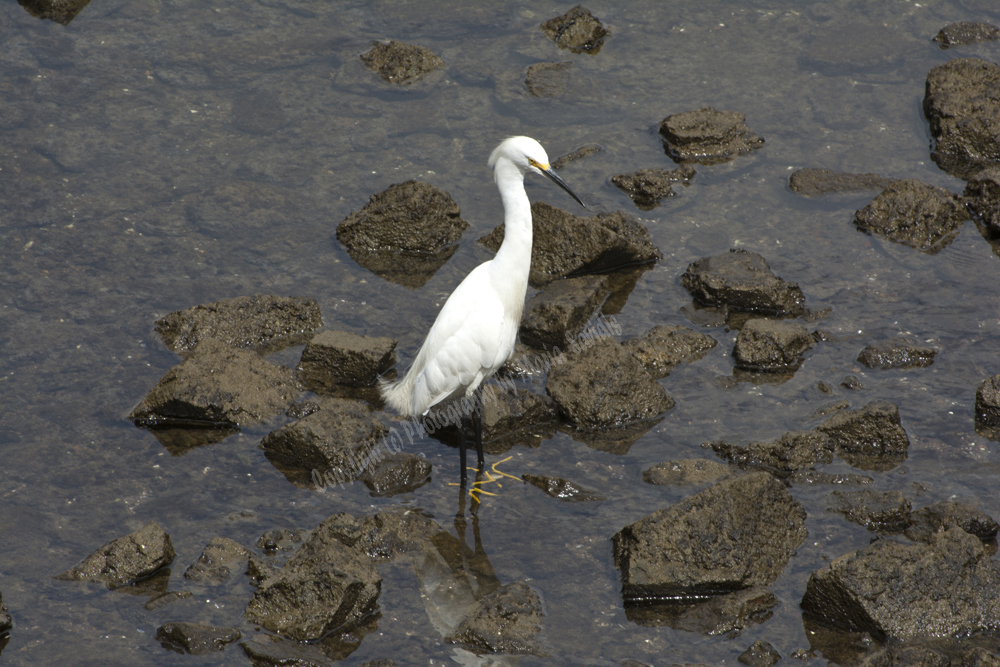 Punta Ballena, Uruguay 2017- Snowy Egret