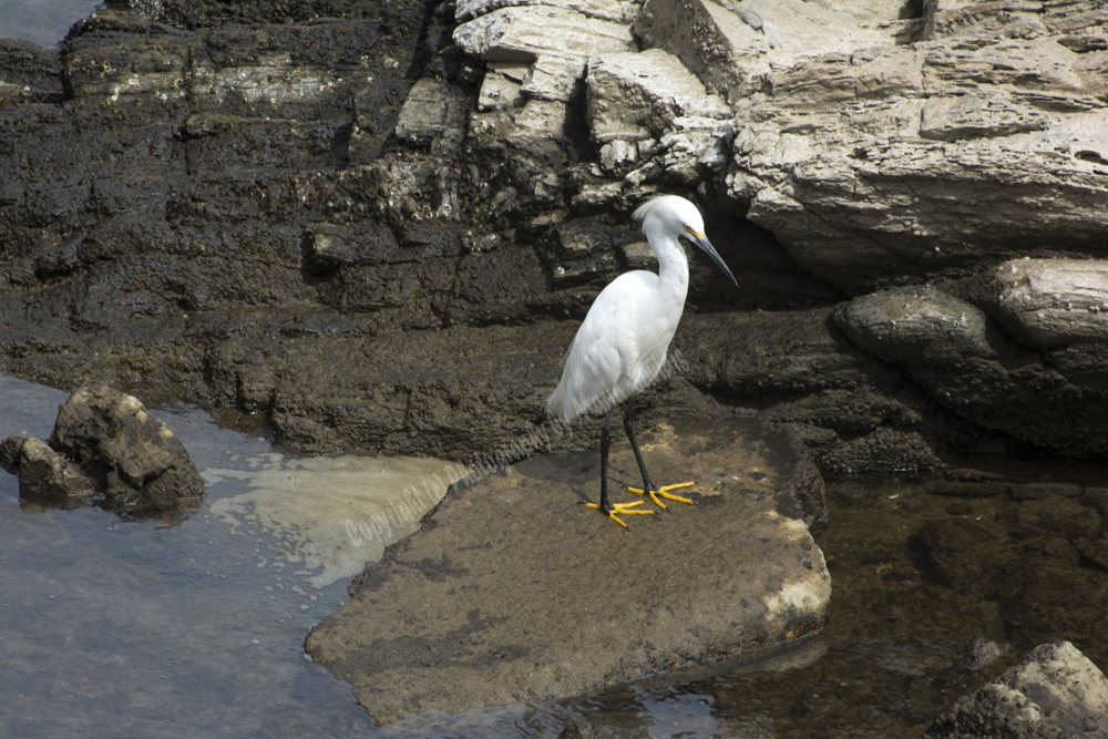 Punta Ballena, Uruguay 2017- Snowy Egret