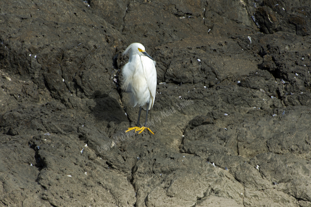 Punta Ballena, Uruguay 2017- Snowy Egret