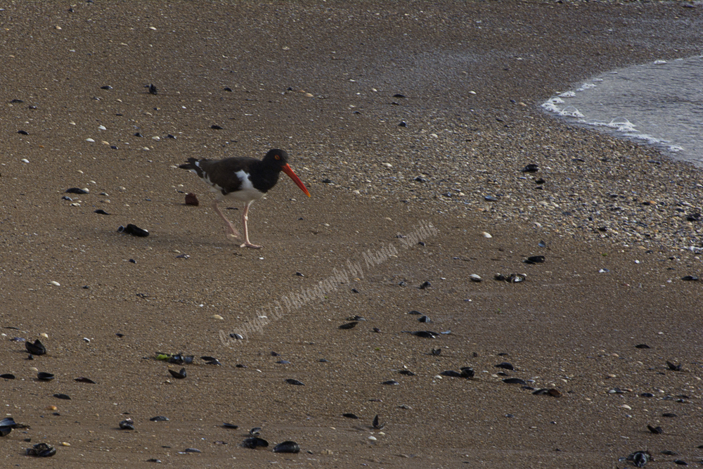 Punta del Este, Uruguay 2017-71d-3102, American Oysercatcher