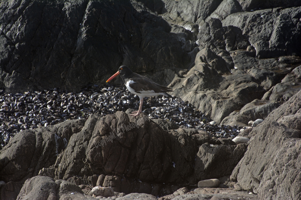 Punta del Este, Uruguay 2017- American Oystercatcher