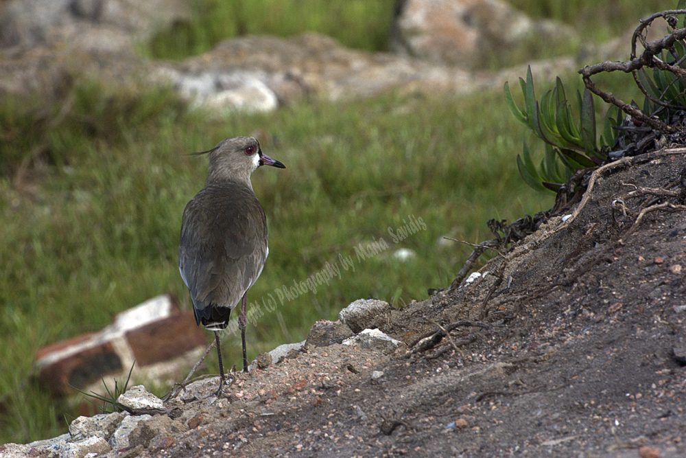 Punta del Este, Uruguay 2017- Southern Lapwing