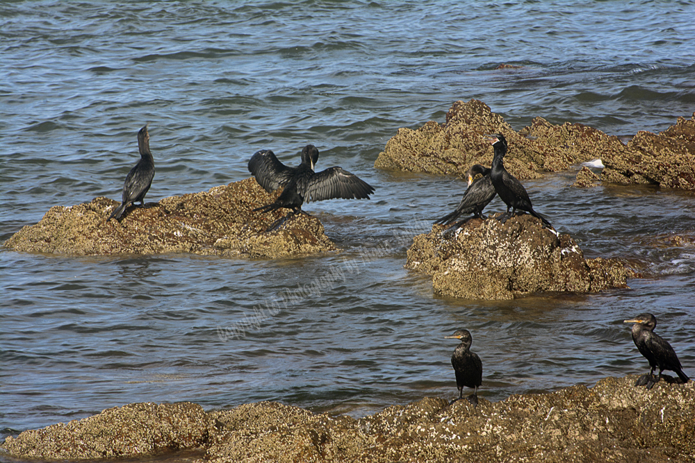 Punta del Este, Uruguay 2017- shorebird