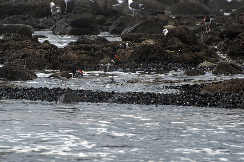 Punta del Este, Uruguay 2017- shorebird