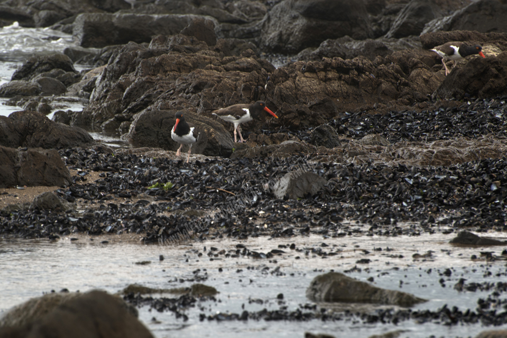 Punta del Este, Uruguay 2017- American Oystercatchers