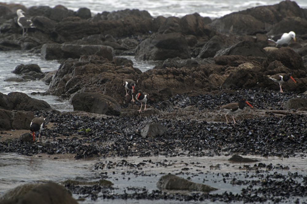 Punta del Este, Uruguay 2017- shorebird