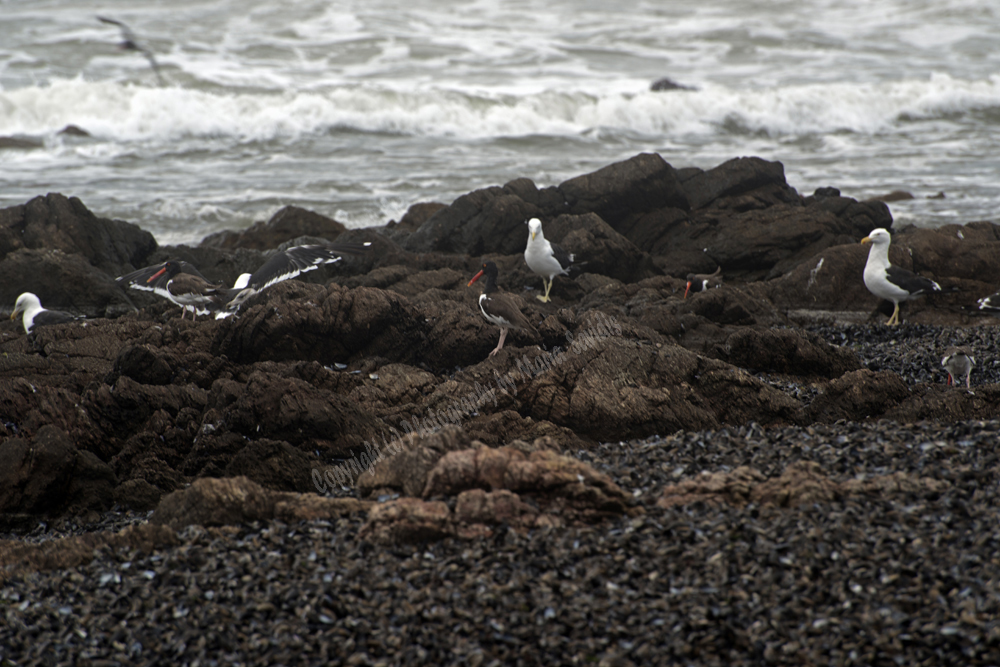 Punta del Este, Uruguay 2017- shorebird