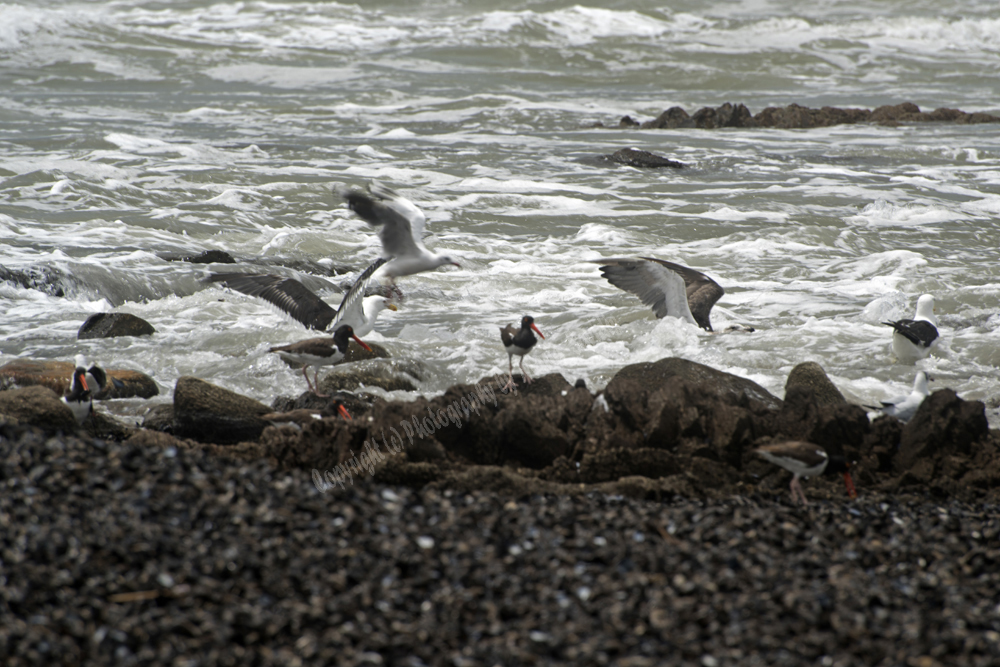 Punta del Este, Uruguay 2017- shorebird