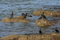 Punta del Este, Uruguay 2017-71d_3199