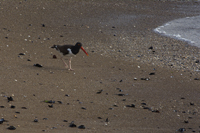 Playa Brava Punta del Este, Uruguay 2017-71D_3102, American Oysercatcher