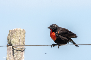 Rio Branco, Cerro Largo, Uruguay