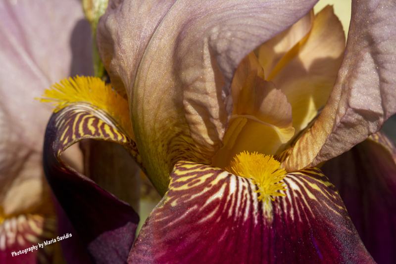 Shades of Red and Yellow