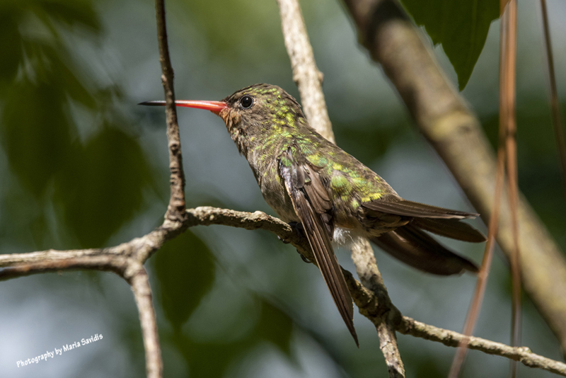 Gilded Hummingbird Getting Ready to Move, Lago Marin, Cerra Largo, Uruguay 2022