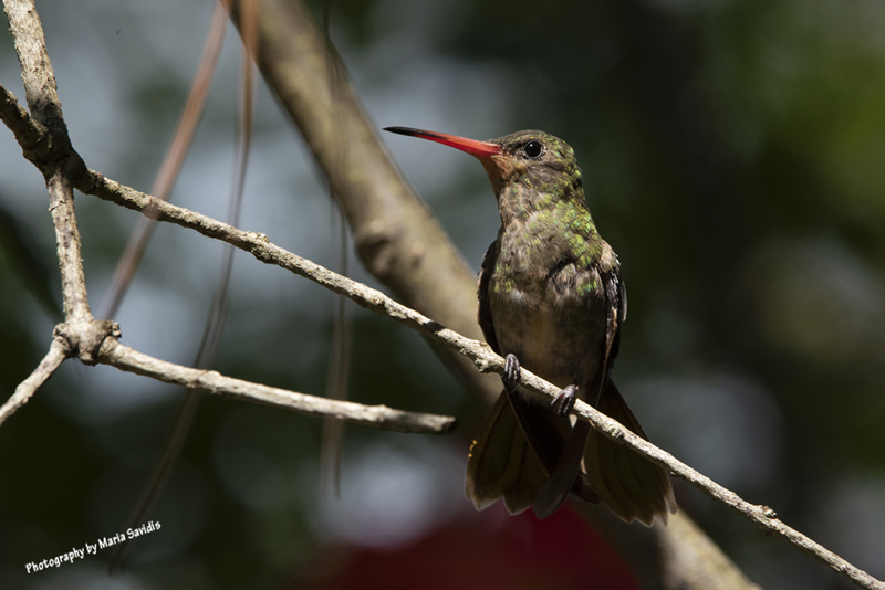 Gilded Hummingbird, Lago Marin, Cerra Largo, Uruguay 2022