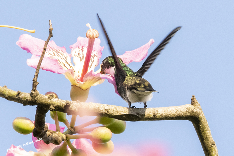 White-throated Hummingbird in a Silk Floss Tree #8458