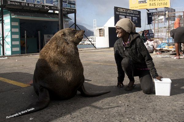 Feeding the Seal, Capetown, South Africa, 2022